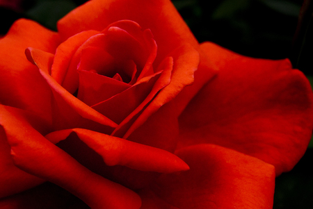 close up of red rose petalsの写真素材