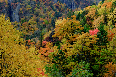 red leaves season of mountain in Hokkaido japan