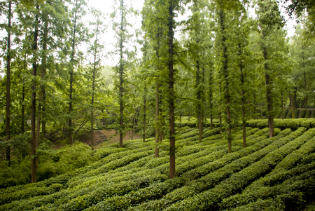 tea farming in forestの写真素材