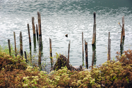 Lake edge with wood sticksの写真素材