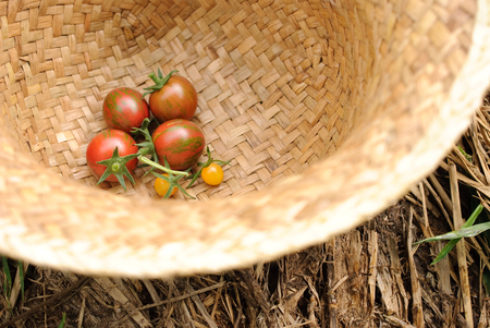 fresh mini tomato from an organic farm in japanの写真素材