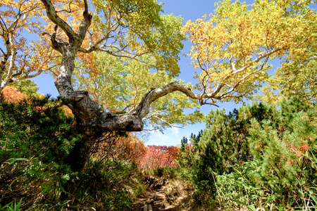Hiking path in Hokkaido mountain in autumn, red leaves seasonの写真素材