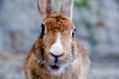 cute wild bunny rabbits in japan's rabbit island, okunoshima