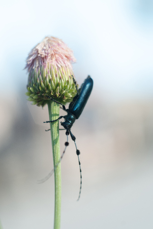 a beetle climbing on flowerの写真素材