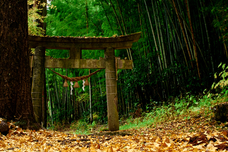 historical Torii in a forest in japanのeditorial素材
