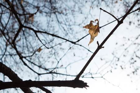last fragile autumn leaf on tree