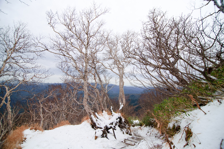 early winter and snow in daisetsuzan, japan national parkの写真素材