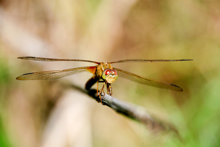 close up of dragonfly headの写真素材
