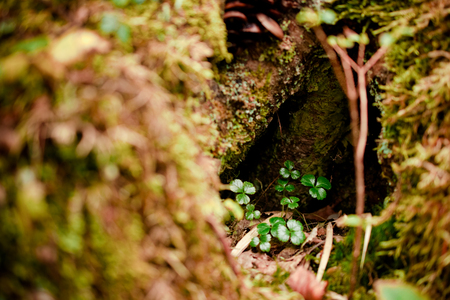 first new and fresh clovers grow on the old tree in springの写真素材