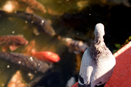 colorful carps in the pondの写真素材