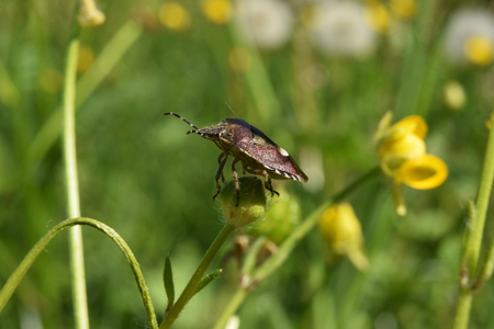 bug on a flower