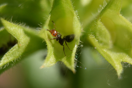 ant hidden in a leafの写真素材