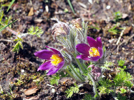 Pasqueflower - Pulsatilla - beautiful spring flowers