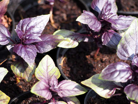 Purple Basil Ocimum basilicum growing in plant nursery