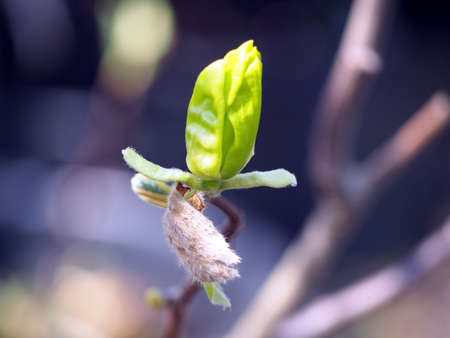 Unique yellow Magnolia 'Butterflies'