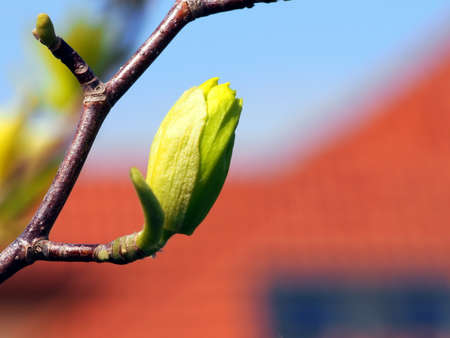 Unique yellow Magnolia 'Butterflies'の写真素材