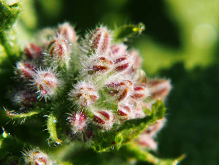 Borago officinalis - Borage, Starflower