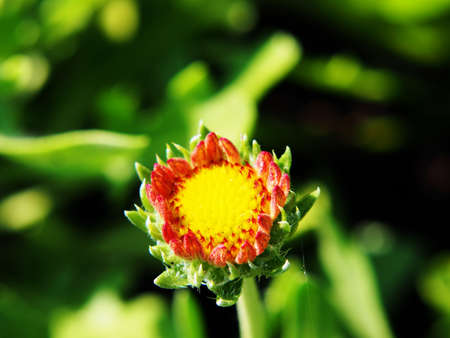 Red and yellow Gaillardia aristata 'Sunset Snappy'の写真素材