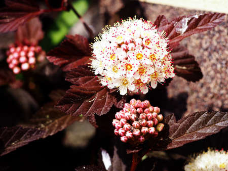 Physocarpus opulifolius 'Diabolo' - Ninebark