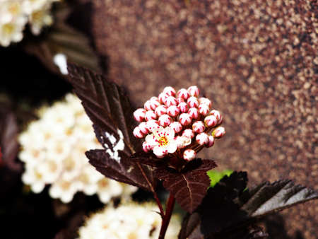 Physocarpus opulifolius 'Diabolo' - Ninebark