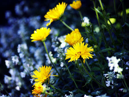 Blooming Calendula officinalis - Pot marigold in the gardenの写真素材