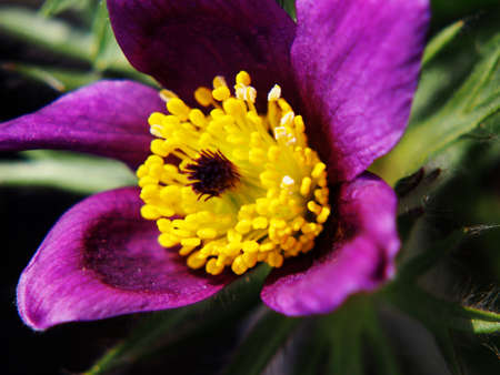 Pasqueflower (Pulsatilla vulgaris)