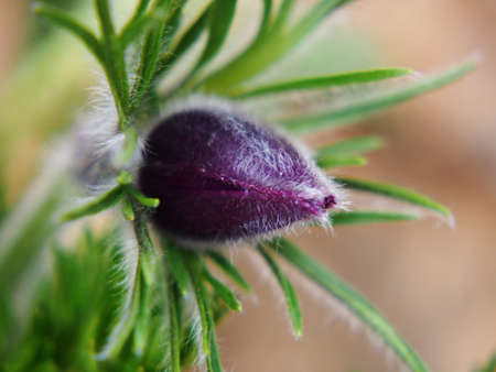 Pasqueflower (Pulsatilla vulgaris)