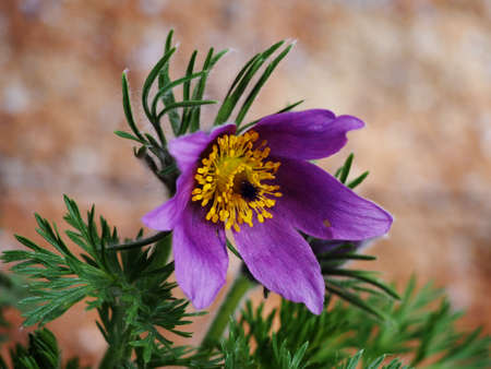 Pasqueflower (Pulsatilla vulgaris)
