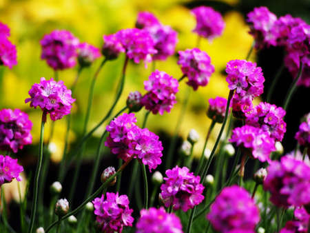 Pink spring flowers - Armeria maritima (Sea thrift)