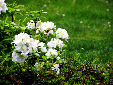 White Azalea, Rhododendron in the park, springの写真素材