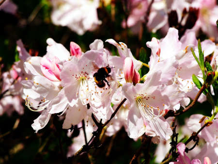 Pastel pink Azalea (Rhododendron)の写真素材