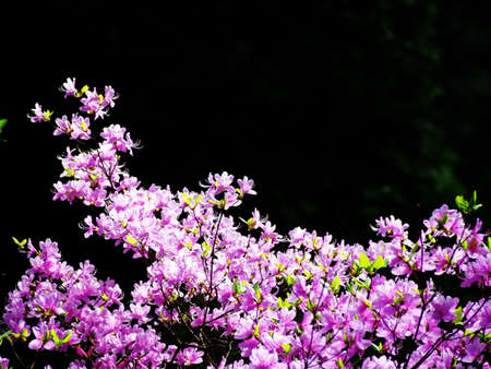 Rhododendron reticulatum - violet Azaleaの写真素材