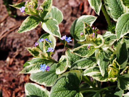 Brunnera macrophylla 'Variegata' - Siberian buglossの写真素材
