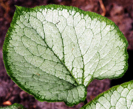 Brunnera macrophylla 'Looking Glass' - Siberian buglossの写真素材