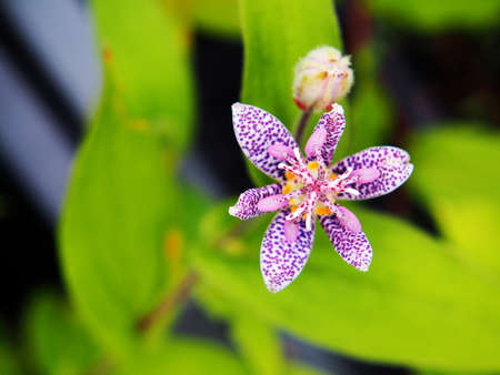 Tricyrtis hirta (hairy toad lily)の写真素材