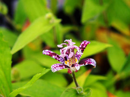 Tricyrtis hirta (hairy toad lily)の写真素材