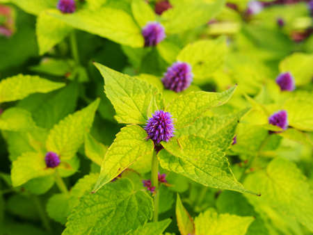 Yellow and violet Agastache foeniculum 'Golden Jubilee' (blue giant hyssop, anise hyssop)