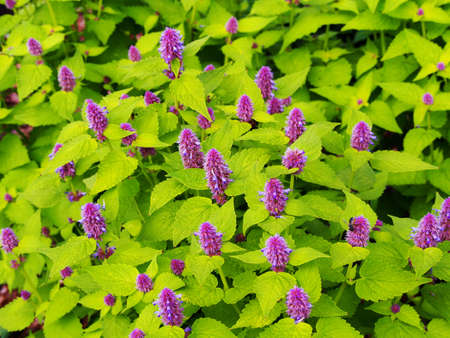 Yellow and violet Agastache foeniculum 'Golden Jubilee' (blue giant hyssop, anise hyssop)の写真素材
