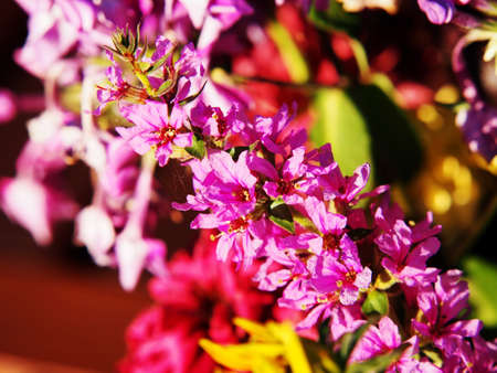 Lythrum salicaria - purple loosestrifeの写真素材