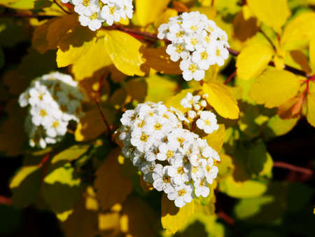 Spiraea vanhouttei 'Gold Fountain'の写真素材