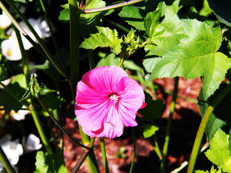 Lavatera trimestris (syn. Althaea trimestris) - annual mallowの写真素材