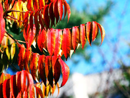 Rhus typhina syn. R. hirta - Staghorn Sumac