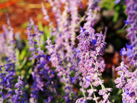 Perovskia atriplicifolia 'Blue Spire' - Russian sageの写真素材