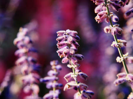Perovskia atriplicifolia 'Blue Spire' - Russian sageの写真素材