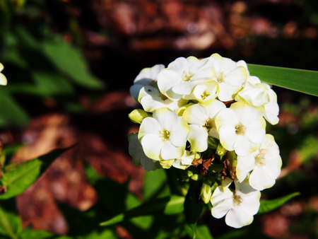Beautiful white and green flowers of Phlox paniculata 'Jade' - garden phloxの写真素材