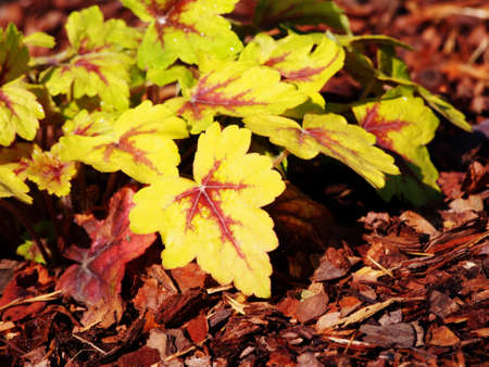 Heucherella 'Stoplight' - foamy bellsの写真素材