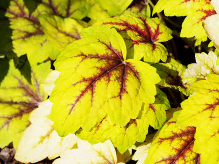 Heucherella 'Stoplight' - foamy bellsの写真素材