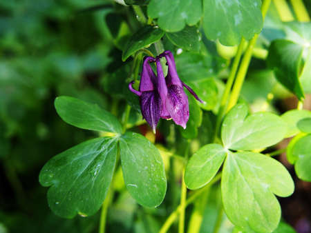 Purple Aquilegia - granny's bonnet, columbineの写真素材