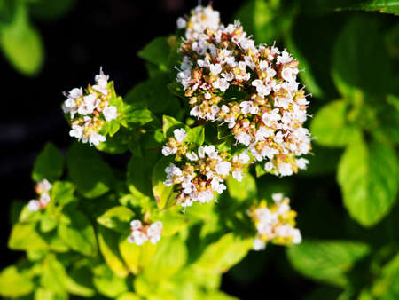 Golden oregano, Origanum vulgare 'Thumble's Variety' in full bloomの写真素材
