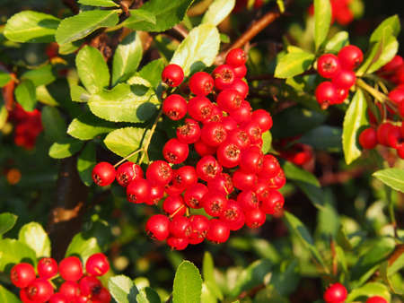 Pyracantha coccinea, scarlet firethorn